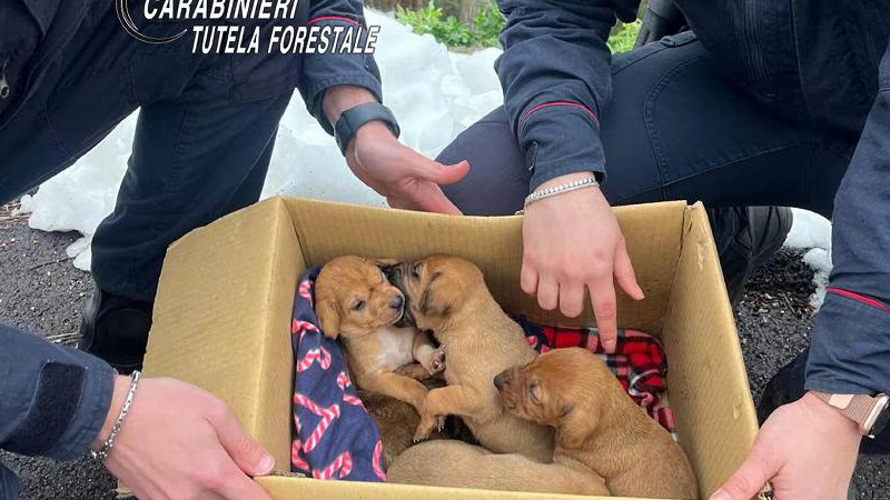 Cuccioli salvati _ Ansa