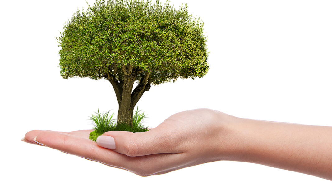 Pianta un Albero. Regione Campania _ sestantetv