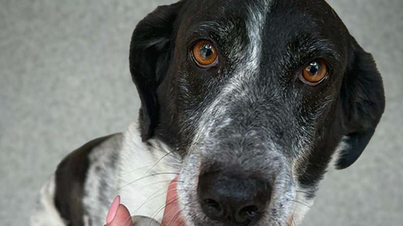 Cane _ sestante.tv