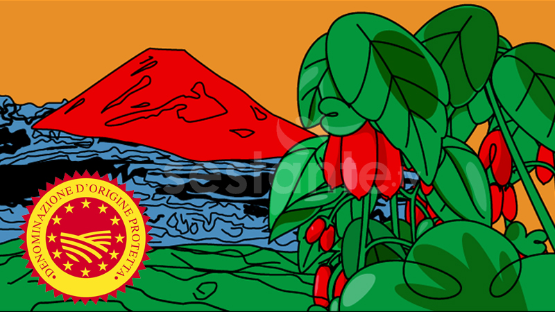 Pomodoro San Marzano DOP _ Sestante.tv