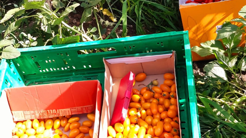 Il Consorzio di Bonifica Sarno celebra l’agricoltura sostenibile