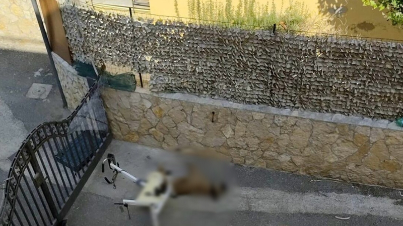 Parte per le vacanze, il cane lasciato al sole muore di stenti - foto Ansa