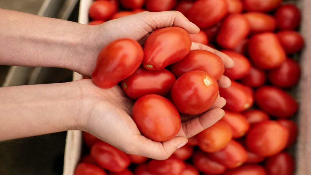 Pomodoro San Marzano. Freepik