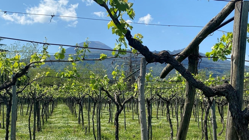 Vesuvio. Viticoltura a Piede Franco - Cibo Today