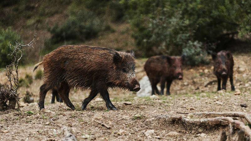 Chinghiali - Freepik