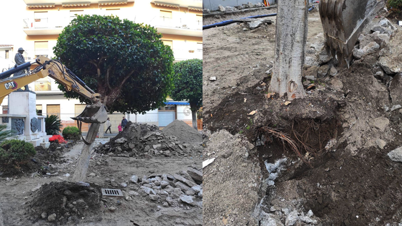 San Marzano sul Sarno. Analisi agronomica rivela criticità alberi piazza Umberto I
