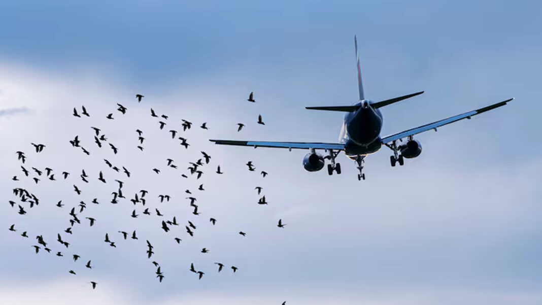 Bird strike - sestante.tv