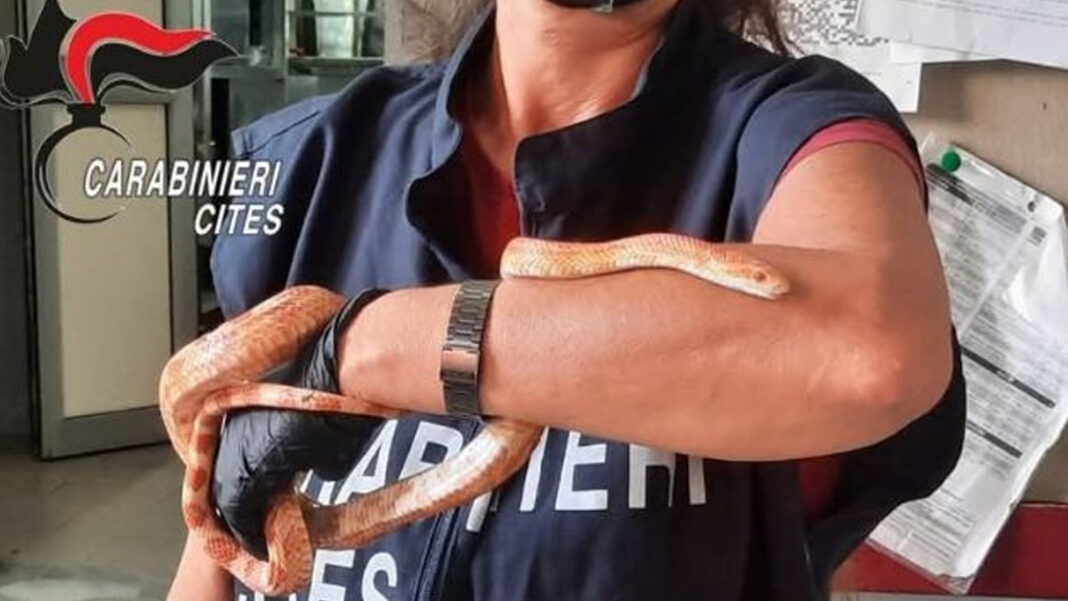 Santa Maria la Carità. Serpente esotico trovato in strada - sestante.tv