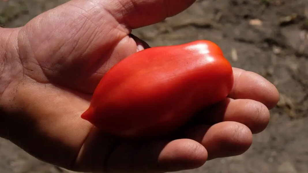 Pomodoro San Marzano - sestante.tv